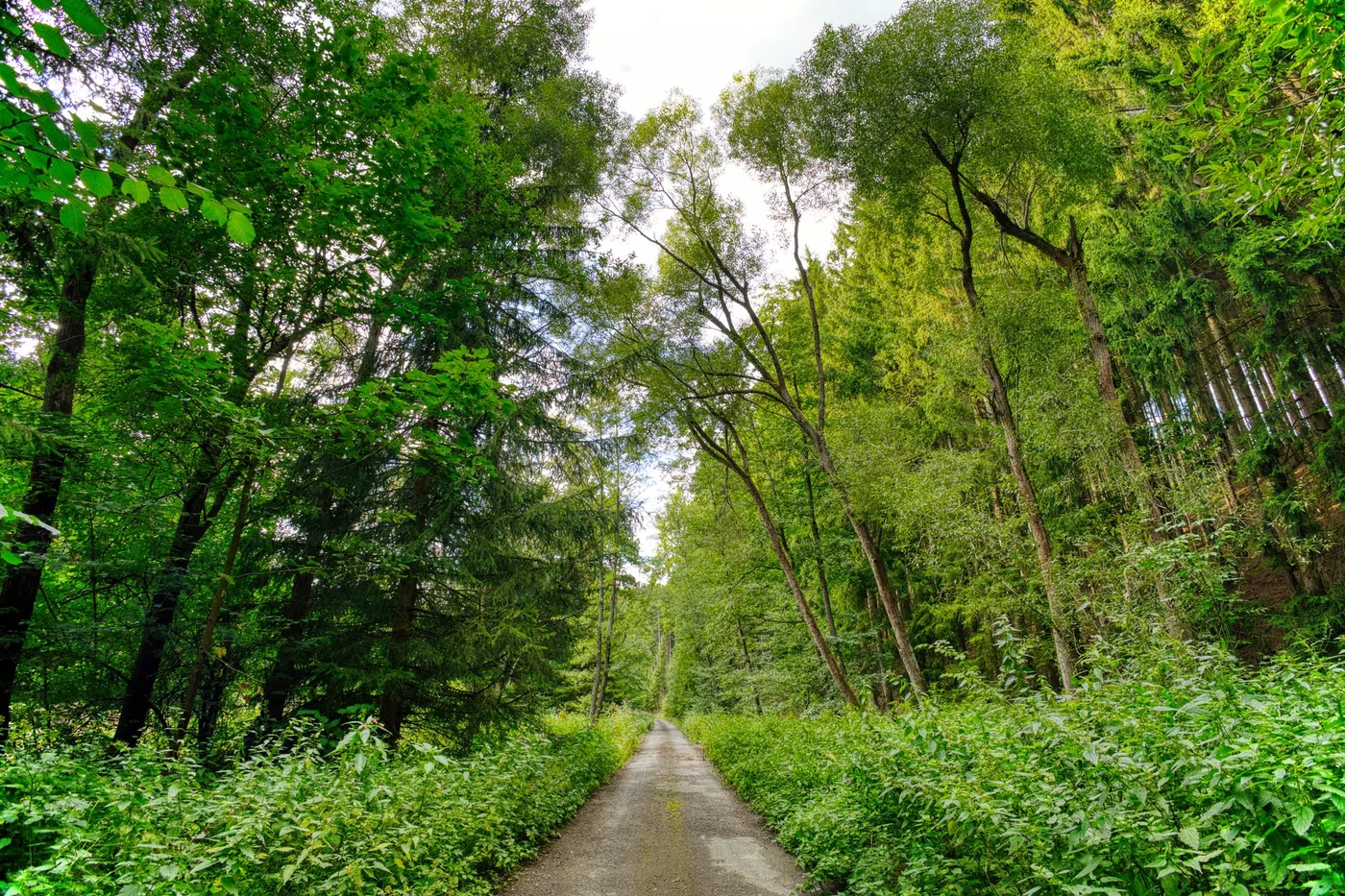 Ranní mlha nad ledovcovým jezerem na Šumavě.