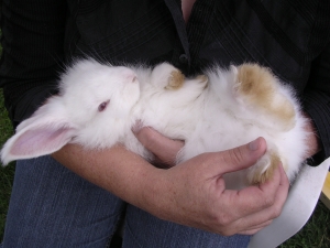baby_angora_rabbits