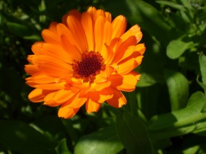 Květina v zahradě