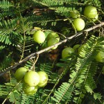 Amla – přírodní péče o vlasy a tělo (1. část)