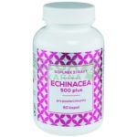 Echinacea: Bylinný dobíječ imunity