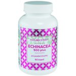 Echinacea: Bylinný dobíječ imunity